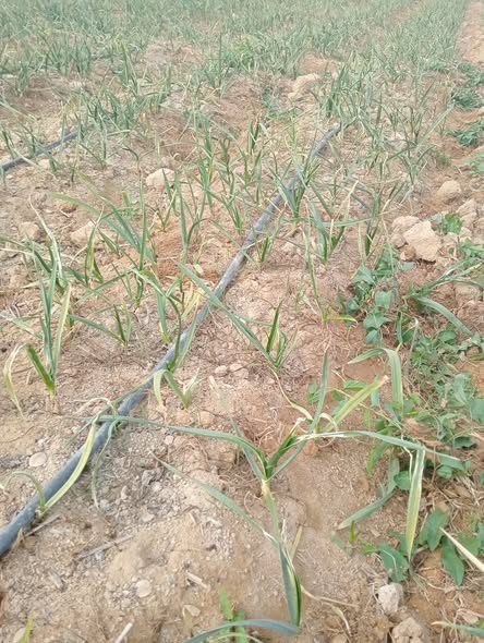 عندي الزرع ده رشيته مرتين ماكس وجول وده شكله بعد الرش يا ريت حد يقول لي اعمل له ايه لوسمحتم